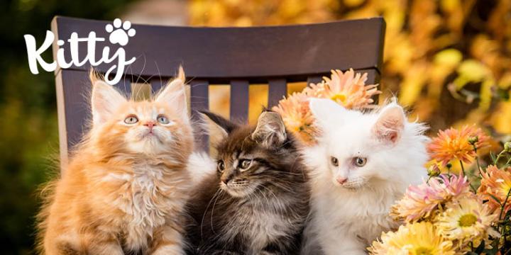 Banner Mercator TZ image 770x400px22