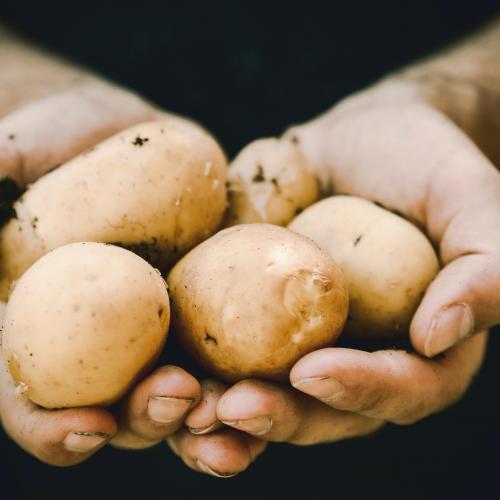 Slovenci smo bili pred 15 ali 20 leti blizu cilja samooskrbe s krompirjem. V članku priloge Dnevnika Magazin preverite, kaj slovenski pridelovalci pravijo o pridelavi lokalnega krompirja danes.