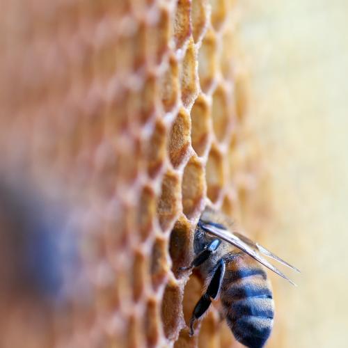 Malči Božnar, direktorica podjetja Hiša medu Božnar, je 5. 10. 2022 v oddaji Slovenske srede na radiu Prvi predstavila čebelarstvo v Sloveniji in izzive, s katerimi se čebelarji soočajo.