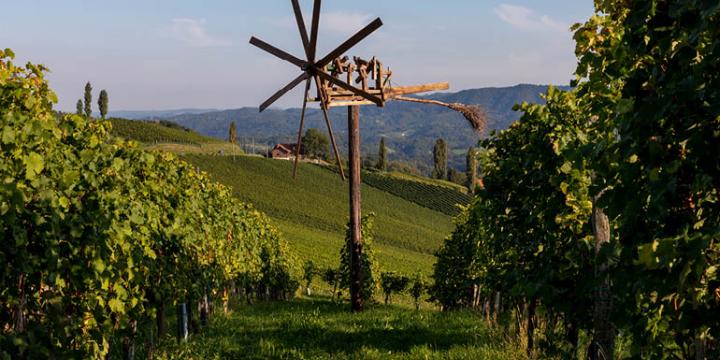 Banner Vinograd 770x385px3