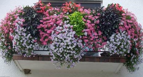 pelargonije